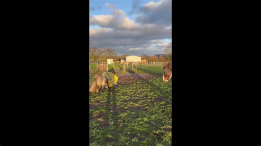 Mini Shetland pony spotted wearing hay bag in Worcestershire, England, UK
