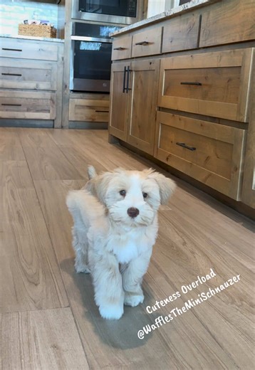 We’re not going to say stop being cute, but oh, my-lanta, you’re killing us with how cute you are! #cute —ness #overload why are you so #perfect #cuddles for day #happy all day