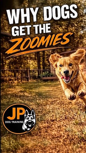 Why Do Dogs Get The Zoomies??
