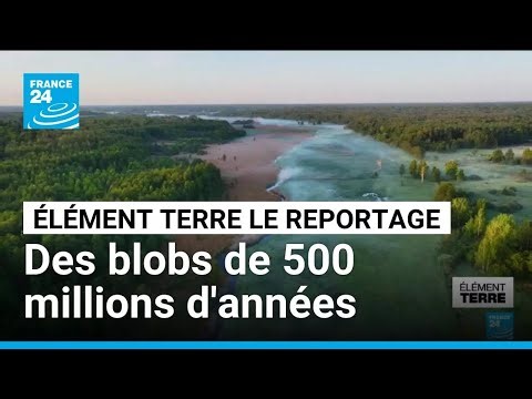 Des blobs de 500 millions d'années dans la toute dernière forêt sauvage d’Europe. • FRANCE 24