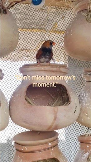 Inside My Finch Colony 🐦 | Beautiful Pairing & Bonding Moments | Aviary Life
