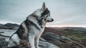 Fallece Odin, el lobo huargo de Bran Stark en Juego de Tronos