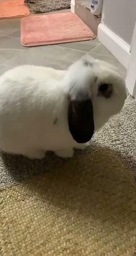 BUNNY THUMP