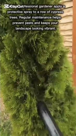 Professional Pest Control for Garden Cypress Trees