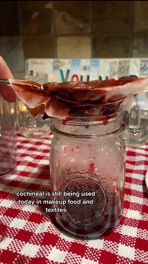 Insect Farming for Sustainable Protein: Breaking Down Cochineal Farming and Red Dye Bugs