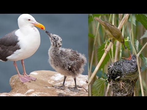 Animal Form and Function: Animal Behavior