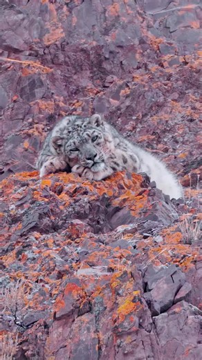 A day in the life of a snow leopard: wake up, stare at the mountains like a boss, patrol the territory (aka cardio session), watch the world in silence, maybe take a nap… or three. Repeat. 😅 Honestly, same routine as mine — just with fewer naps and more coffee! ☕🐆 On expedition with @voygrtravel #snowleopard #bigcat #ladakh #india #wildlifephotography #wildlife #nature #canon | Karamjeet Singh