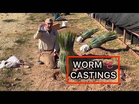 Yucca rostrata planting guide