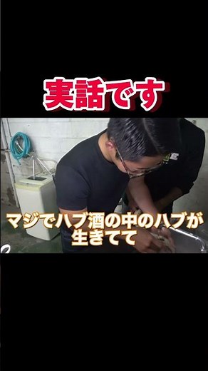 Making Habu Sake #Habu #Habu Sake #Alcohol #Okinawa