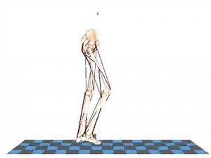 Dynamic Gait Simulation with SIMM | Motion Analysis