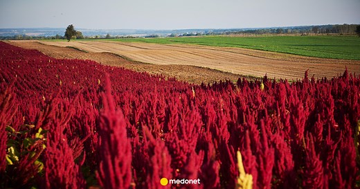 Amarantus - właściwości, wartości odżywcze, przepisy, efekty uboczne spożycia