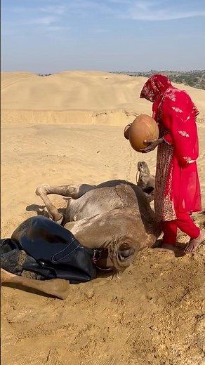 وجد الجمل ظلاً طبيعياً من الماء البارد المتساقط في حرارة الصحراء الحارقة