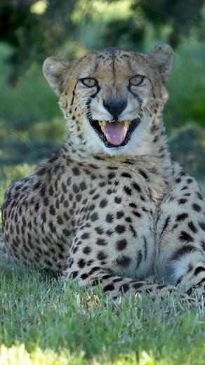 259K views · 17K reactions | Am I a big cat?  Technically… no!...