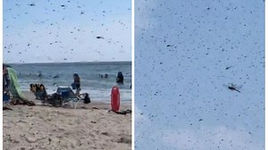 Dragonfly swarm turns Rhode Island beach into a scene from a horror film. Video