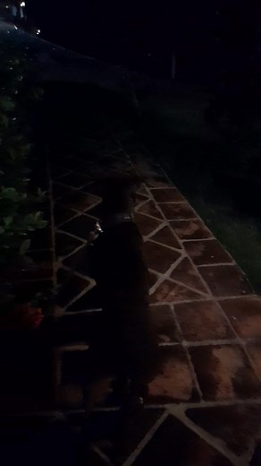 Some Christmas atmosphere also before going for our last night walk 殺 ~He lived chained up all day long, waiting to become a fighting dog. This is his second chance in life ❣️~ #pitbull #dogs #dogslover #dogslife #pitbullsjustwanttobedogs | Kira the Pitbull and Mamba the stallion | Facebook