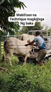 2.4M views · 4.7K reactions | Mabilisang technique #cows #livestock #farmingtips #livestockfarming #farmlife #viralreelsシ #viralreels #trendingreels #fypシ゚ #farming | Jasmin Trinidad | Facebook