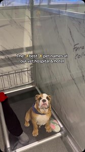 11K views · 20K reactions | Pip squeak  #doggydaycare #doggydaycarelife #dogdaycare #funnydog #dogsofinstagram #cats #catvideos #pethotel #doghotel #cathotel #petnames | Spot On Veterinary Hospital & Hotel | Facebook