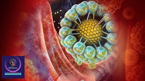 2K views · 22 reactions | Gallbladder Anatomy and Function: Key Role in Fat Digestion Explained #Gallbladder #HumanAnatomy #DigestiveSystem #FatDigestion #BileFunction #MedicalEducation #HealthTips #AnatomyExplained #GallbladderFunction #FatMetabolism #DigestiveHealth #AnatomyAndPhysiology #MedicalAnimation #HealthAwareness #BodySystems | Medical Animation Media | Facebook