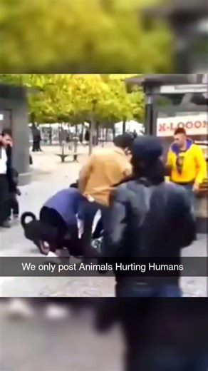 Animal Hurting Humans | Follow (us) @animalhurtinghumans for more The animal kingdom is a cauldron of potent, raw fury, where aggressive behavior is a defining... | Instagram