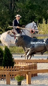 18K views · 388 reactions | Working Equitation European Championship Bruno Pica Conceição & Istambul 2024 maneability 賂 # | Magdalena Dudzin | Facebook