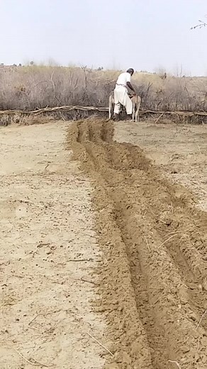 Traditional Farming Techniques with Donkeys in Rural Areas