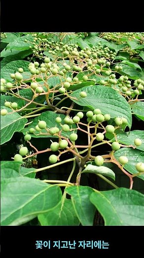 층층(層層)나무[Cornus controversa]