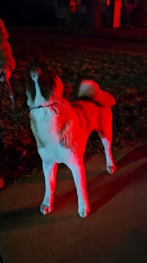 American Akita (Duncan Leo) howling at sirens on a walk 🚨 🤣