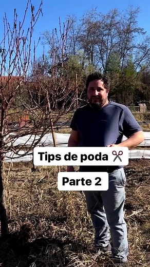 Consejos de poda para árboles frutales caducos: Tips y técnicas clave