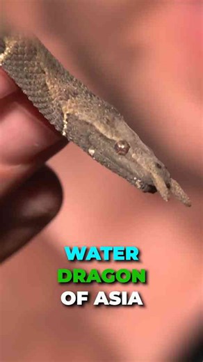 Bold rescue: Water dragon pulled from sewer