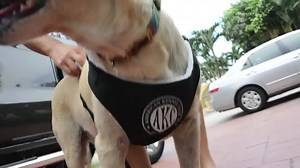 1K views · 62 reactions | When traveling, safety is important! This harness keeps your loved one safe in ALL vehicles and doubles as a walking harness! ▼Shop Now▼ www.coupaw.us/1Nb9PqG | Chihuahua's | Facebook