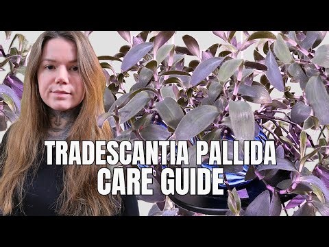 Tradescantia Pallida Purple Heart Complete Houseplant Care Guide