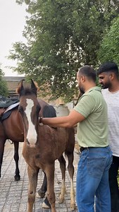 671 reactions | Mostly horses are very sensitive towards human touch as they are not exposed to it at a young age. We are trying to make sure that our kids do not get disturbed by any sort of human touch and also that they are able to adapt to the surroundings easily  #horse #horsesofinstagram #equine #equistrian #horseriding #human #humantouch #desensitization #colt #yudhveer | Fab Nitinbatra | Facebook