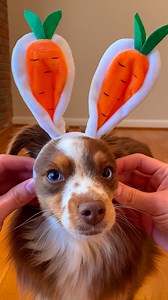 384K views · 4.8K reactions | Send this to some bunny special  #dog #dogsofinstagram #funnydog #dogreels #australianshepherd #happydog #easter | Ember Toy Aussie | Facebook