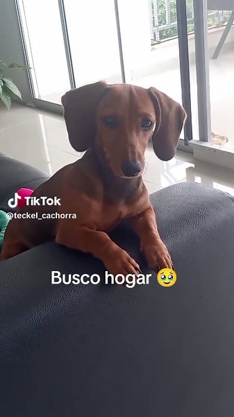 Adopta un Cachorro Teckel: Encuentra a tu Compañero
