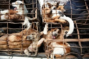 Soi Dog Foundation steps up fight against rabies and dog meat trade in Vietnam
