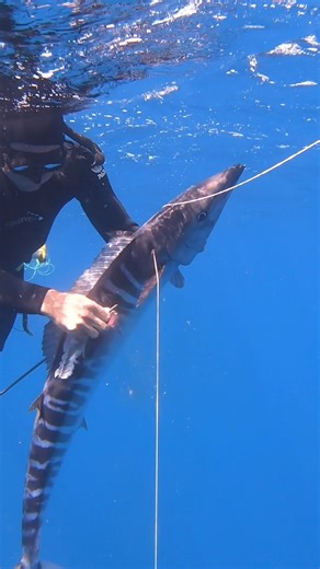 127K views · 1.4K reactions | Spearfishing The Fastest Fish in The Ocean | Ryan Myers Spearfishing | Facebook