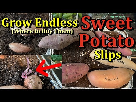 Two Ways to Grow Sweet Potato Slips & Where to Buy Potatoes (Start Them in February & March)