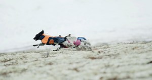 5.2K views · 141 reactions | Did you get your Glacier jacket yet? We are nearly sold out of some sizes and colors already - be quick if you want this warm jacket for your dog before Christmas! | Non-stop dogwear | Facebook