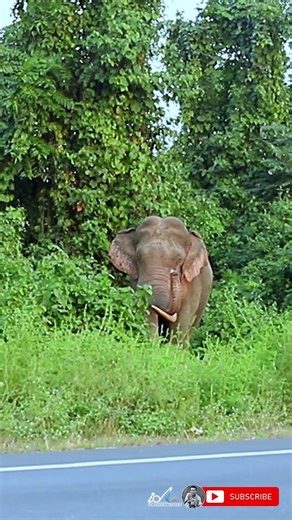 #big #boss the #biggest tusker #elephant moving #alone | #shorts #youtubeshorts