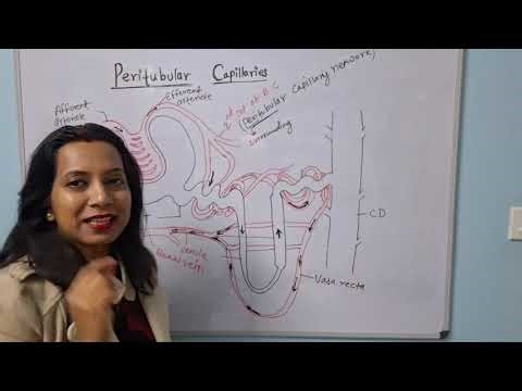 Part 13: Human Excretory System; (1) Peritubular capillary and vasa recta