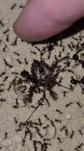 😱 I Fed My Ants This… Look What Happened! #insects #antcolony #ants #antsnest