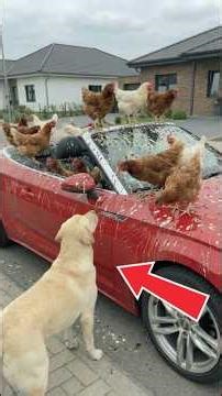 This clever dog taught this shrewish woman a lesson she'll never forget. #smartdog #dogs