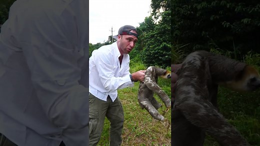 🇸🇷 Saving Three-toed Sloth in Suriname Amazonian Rainforest #shorts