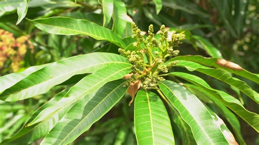 Mango leaf tea gains wellness buzz but studies tested supplements, not actual tea