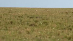 25K reactions · 94 shares | One of my favorite clips over the years! This is Mbili and Milele taking down a topi sometimes back at Mara North. #safari #adventure #safariadventure #cheetahs | Javan Guddy | Facebook
