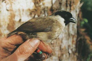 Eight birds and one flower from Hawai’i declared extinct | Maui Now