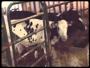 Inside the old dairy barn