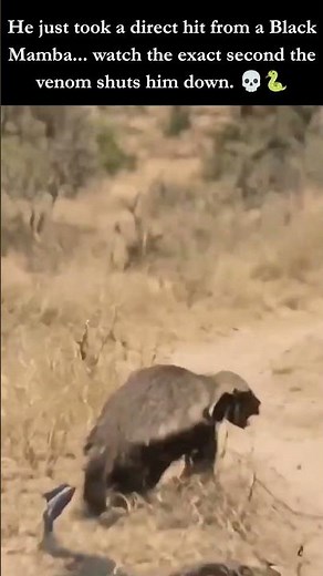 Black Mamba Venom SHUTS DOWN Honey Badger! 💀🐍 #wildlife #shorts