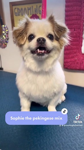 Pekingese Haircut Ideas for Sophie the Groomer