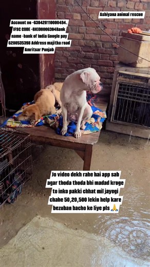 33K views · 1.6K reactions | Jo video dekh rahe hai app sab agar thoda thoda bhi madad kroge to inko pakki chhat mil jayegi chahe 50,20,500 lekin help kare bezuban bacho ke liye pls  @Account no -630420110000494. IFSC CODE -BKID0006304Bank name -bank of India Google pay 6280535398 Address majitha road Amritsar Punjab #ashiyanaanimalrescue | Ashiyana Animal Rescue | Facebook